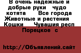 В очень надежные и добрые руки - чудо - котята!!! - Все города Животные и растения » Кошки   . Чувашия респ.,Порецкое. с.